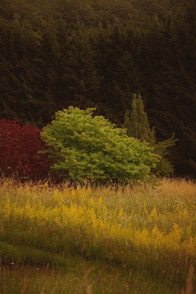 Garden and Trees, Eiche, Quercus